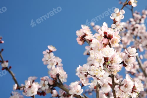 Preview: Closeup view of blossoming apricot tree on sunny day outdoors. Springtime