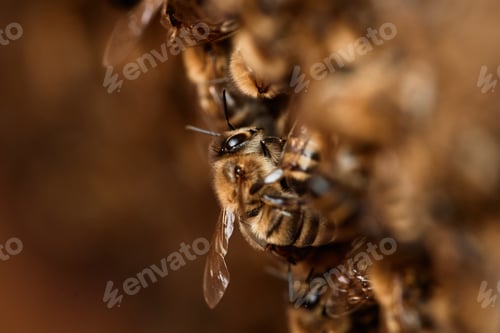 Preview: Honey Bee on Sitting on Honeycomb in Bee Colony