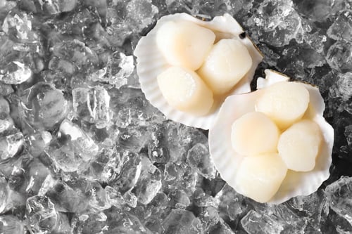 Preview: Fresh raw scallops with shells on ice cubes, top view. Space for text