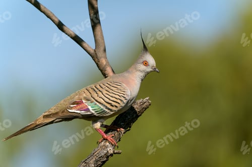 Preview: Woodland pigeon perched on a tree branch.