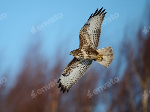 Preview: Common buzzard (Buteo buteo)