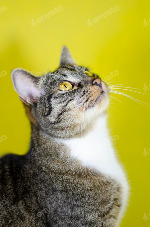 Preview: Cat
