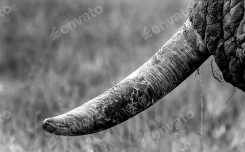 Preview: A close up of an elephants tusk, Loxodonta africana, with mud and scratches