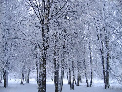 Preview: Trees in the snow in a winter park