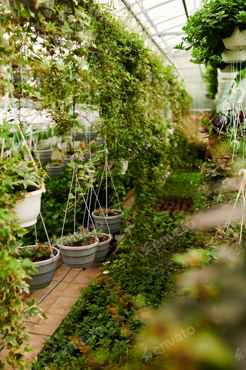 Preview: Green plants flourish inside a lush greenhouse filled with vibrant life