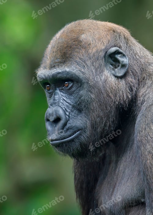 Preview: Western Lowland Gorilla (Gorilla Gorilla Gorilla)