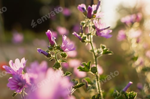 Vorschau: Sommer-Wildblumen-Hintergrund. Wilde rosa Stockrose in den goldenen Strahlen der Sonne