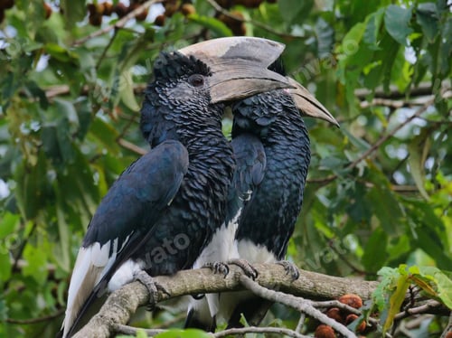 Preview: Closeup of black-and-white-casqued hornbills perching on wood