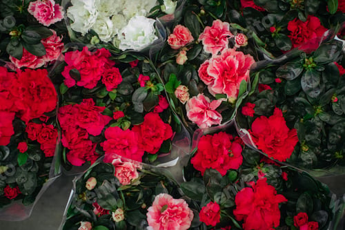 Preview: Vibrant azalea plants showcasing blooming flowers
