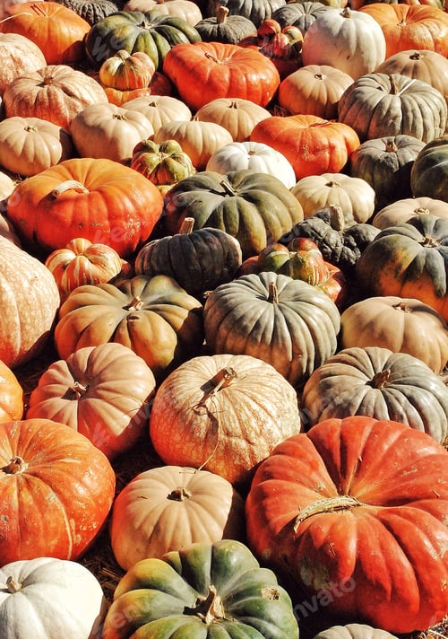 Preview: Pumpkins everywhere..