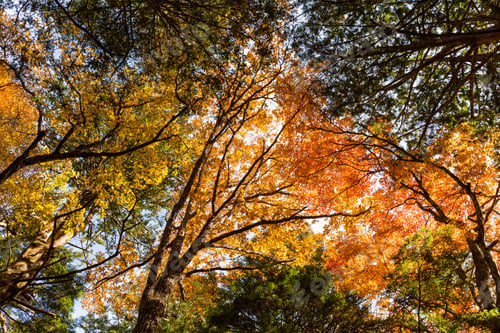 Preview: Low angle of autumn plant tree