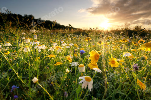 Preview: gold sunrise over meadow with chamomile flowers