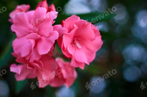 Preview: Pink Oleander flowers (Oleander Nerium). Natural floral background. Copy space.