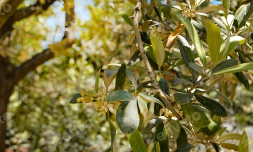 Preview: Background of olive leaves, flowering olive branches on a sunny day