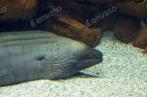 Preview: Green Moray Gymnothorax funebris Roatan