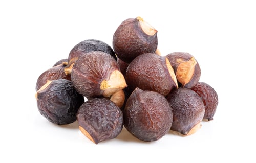 Preview: Soap nut tree isolated on white