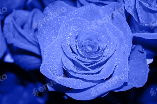 Preview: Trendy blue rose