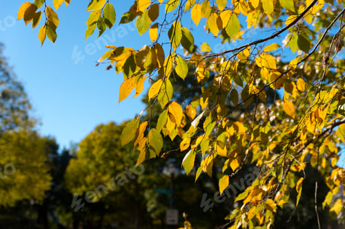 Preview: Beautiful Tree With Yellow Leaves In An Autumn Park