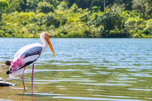 Preview: Single large bird alone are walking foraging