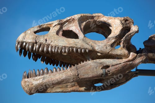 Preview: Dinosaur's head skull and blue sky, Ischigualasto