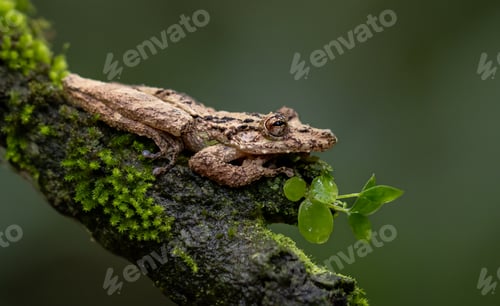 Preview: A Frog in Costa Rica
