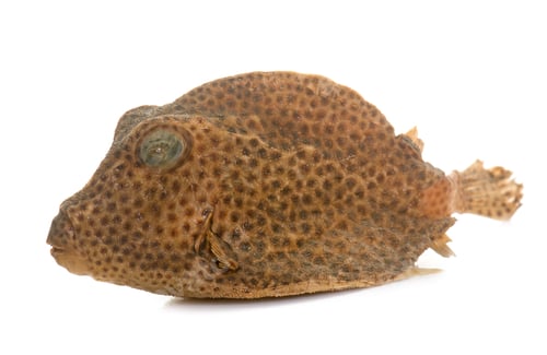 Preview: boxfish in studio