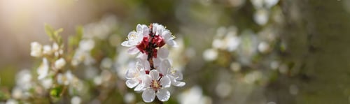 Preview: Branches of blossoming cherry and bee macro with soft focus on blue background. Easter and spring