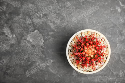 Preview: Beautiful cactus on grey background, top view