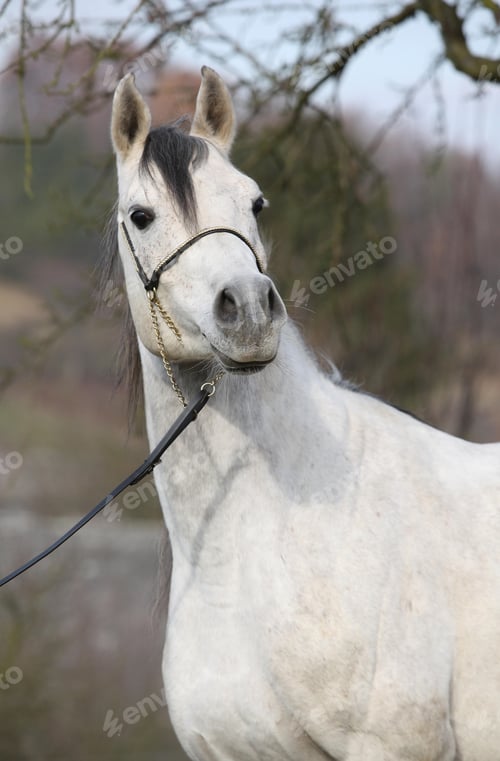 Preview: arabian, horse, mare, stallion, riding