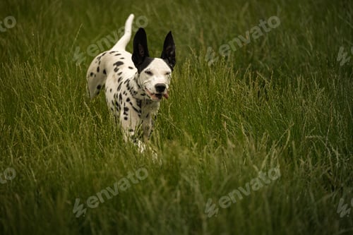 Preview: Dalmatian puppy running though tall green grass with its ears straight