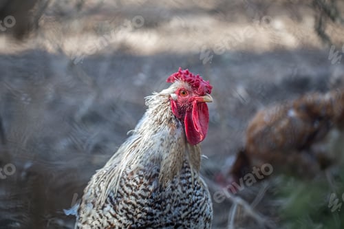 Preview: Portrait of a rooster with beautiful light feathers bright red comb.