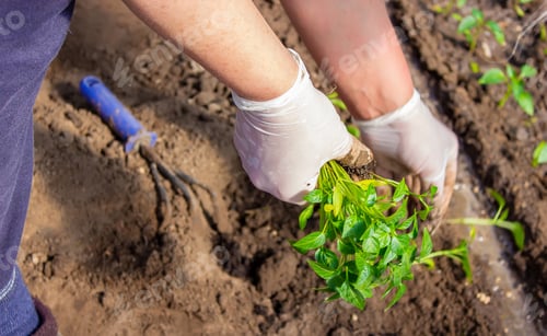Preview: woman farmer planting seedlings of pepper in a greenhouse.