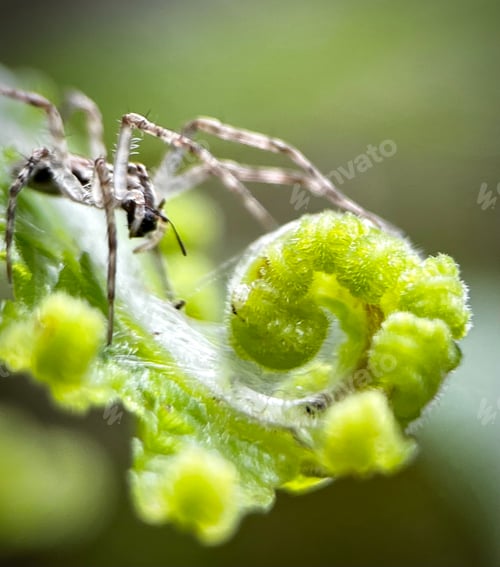 Preview: Spider on a fern