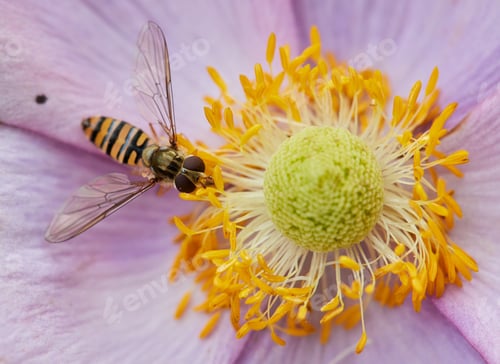 Preview: Fly on a flower in the garden in Bavaria Germany