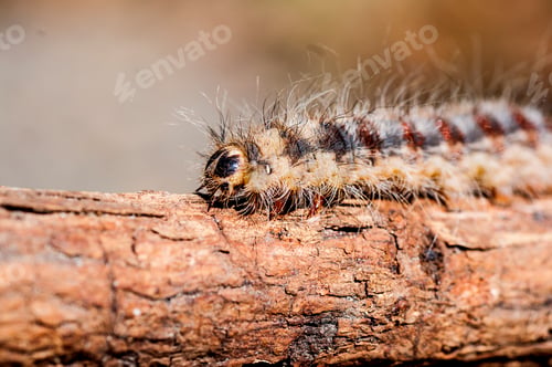 Preview: Caterpillar on plant branch in forest