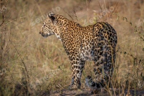 Preview: Leopard on the hunt in the high grass.