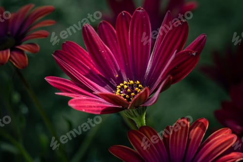 Preview: Closeup shot of osteospermum flowers