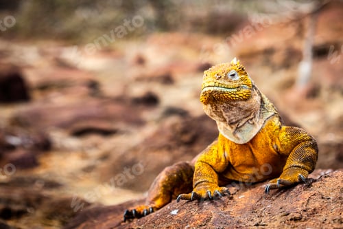Preview: land iguana (Conolophus subcristatus) endemic to Galapagos islands