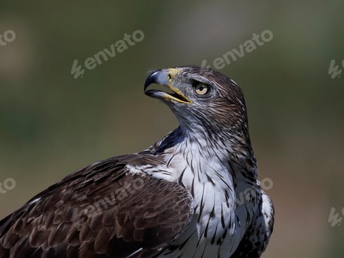 Preview: Bonellis eagle (Aquila fasciata)