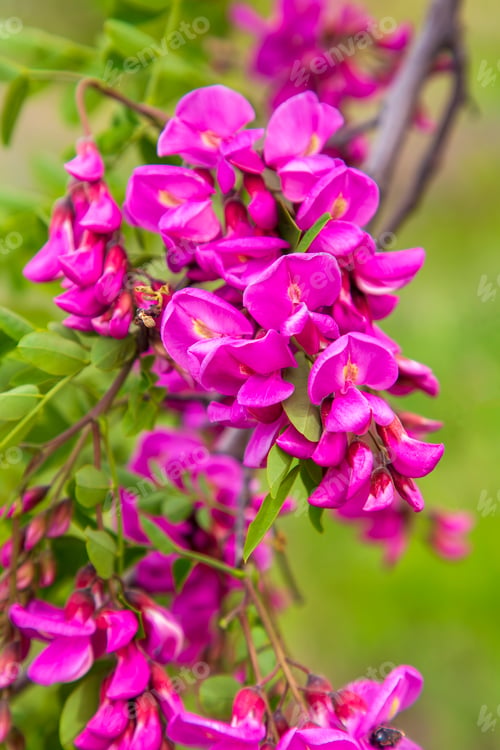 Preview: Pink colored acacia flower. Robinia hispida