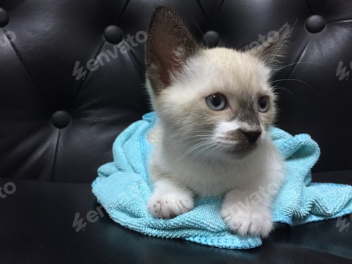 Preview: Kitten