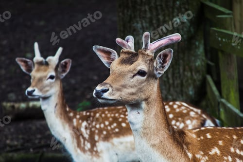 Preview: two small deers stand next to each other outside in the wild