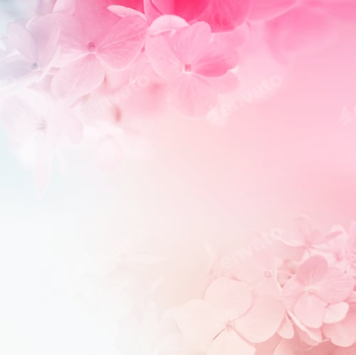 Preview: Sweet Color Hydrangeas In Soft And Blur Style For Background