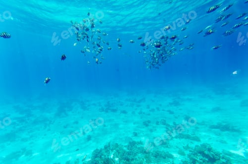 Vorschau: Fischschwarm in leuchtend blauer Unterwasserlandschaft