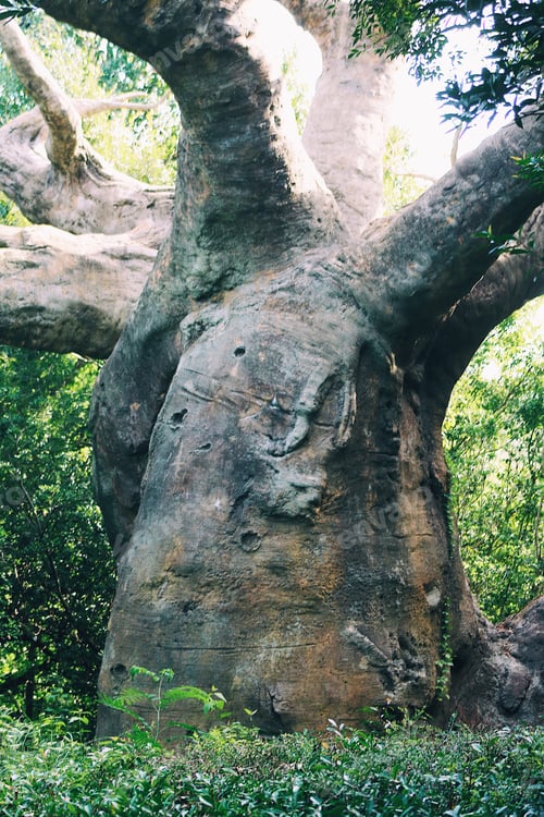 Preview: Old tree