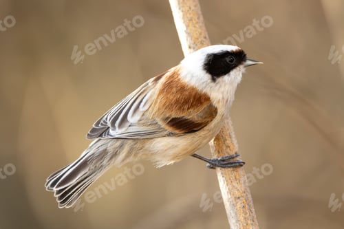 Preview: Eurasian Penduline Tit Bird