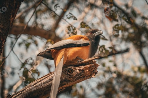 Preview: Rufous Treepie bird spotted in Ranthambore National Park, India, during a safari