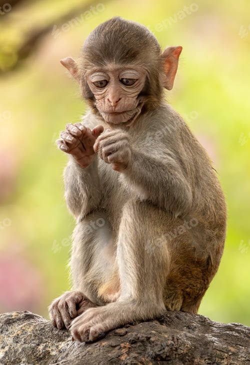 Preview: Macaques in nature. Macaques constitute a genus (Macaca) of gregarious monkeys.