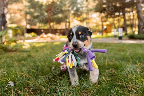 Preview: Australian cattle dog puppy outdoor. Blue and red heeler dog breed. Puppies on the backyard. Dog lit