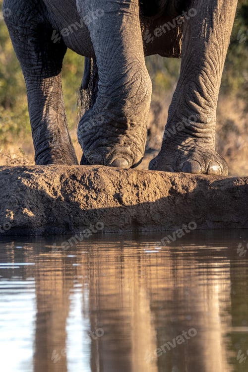 Preview: An elephant's legs, Loxodonta africana, as it approaches a waterhole